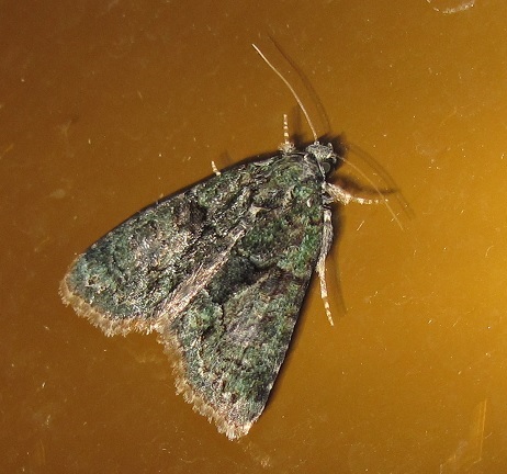 Dryobotodes eremita (Noctuidae)? - No,  Cryphia (Euthales) algae